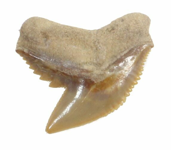 Fossil Tiger Shark Tooth - Florida #40269